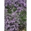 זוחל קורנית, Breckland טימין זרעים - תימוס serpyllum  - Thymus serpyllum
