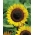Sunflower seeds - Helianthus annuus - 120 seeds