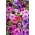 Petúnia - színkeverék - 800 magok - Petunia x hybrida pendula
