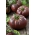 背の高い畑トマト「黒クリミア」 - Lycopersicon esculentum Mill  - シーズ