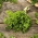 Peteršelov div iz Italije - Petroselinum crispum - 1200 semen - semena