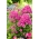 Phlox de jardín (Phlox paniculata) "Cosmpolitan" - ¡paquete grande! - 10 piezas