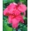 Canna Shining Pink - grand paquet ! - 10 pieces