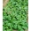 시금치 거대한 겨울 종자 - Spinacia oleracea - 800 종자 - Spinacia oleracea L. - 씨앗