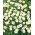 Tusensköna - vit - 1200 frön - Bellis perennis