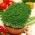 유채과의 씨앗 (콩나물) - 4500 종자 - Lepidium sativum