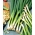 Ξύλινο κρεμμύδι "Kroll" - πράσινο, ζουμερό και τρυφερό σχοινόπρασο - 125 σπόρους - Allium fistulosum  - σπόροι