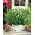 百里香种子 - 寻常的百里香 -  1500种子 - Thymus vulgaris L. - 種子