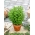 墨角兰种子 - 牛至属植物 -  3000粒种子 -  9750粒种子 - Origanum majorana L. - 種子