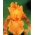 Iris germanica Orange - stort paket! - 10 st
