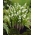 Convallaria Majalis, Lily of the Valley -  large package! - 10 pcs