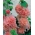 Alcea, Hollyhocks Peaches and Dreams - large package! - 10 pcs