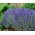 Семена лаванды хидкот - Lavandula angustifolia - 200 семян - Lavendula vera - семена