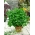 Лист петрушки "Фест" - 1200 насінь - Petroselinum crispum  - насіння