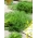 莳萝“Moravan” -  2800粒种子 - Anethum graveolens L. - 種子