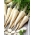 جعفری "Olomuncka" - ریشه های بلند و سفید - 4250 دانه - Petroselinum crispum 