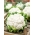 カリフラワー "ボラ"  -  270種子 - Brassica oleracea L. var.botrytis L. - シーズ