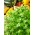 เมล็ดผักชี - ผักชี 300 เมล็ด - Coriandrum sativum