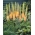 Eremurus, Foxtail Lilies Cleopatra - iso paketti! - 10 kpl