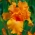 Iris germanica Orange - голяма опаковка! - 10 бр.
