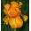 Iris germanica Arancio - pacchetto grande! - 10 pezzi