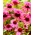 Echinacea, Coneflower Double Decker - iso paketti! - 10 kpl