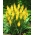 Kniphofia, Red Hot Poker, Tritoma Minister Verschuur -  large package! - 10 pcs - 