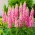 Lupinus, Lupin, Lupin La Chatelaine - gros colis ! - 10 pieces