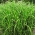 Miscanthus Zebrinus, Zebra Grass - Seedling - pacchetto grande! - 10 pezzi