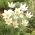 Floare Pasque - flori albe - răsad; pasqueflower, pasque flower comun, pasqueflower european - pachet mare! - 10 buc.