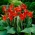 Canna lily - President - gros paquet ! - 10 pieces