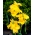 Canna lily - Richard Wallace -  large package! - 10 pcs
