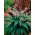Convallaria Rosea  - XL pack - 50 pcs