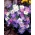 Βαλκανική ανεμώνη - μίγμα χρωμάτων ποικιλιών - Μεγάλη συσκευασία - 80 τεμ. Αιολικό άνθος της Ελλάδας, χειμερινό αιολικό λουλούδι - 