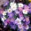 Anemone balcanico - mix di varietà di colori - confezione XXXL! - 400 pezzi; Windflower Grecian, windflower invernale