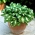 Hosta, Plantain Lily Mediovariegata -  large package! - 10 pcs