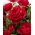 ดอกกุหลาบขนาดใหญ่ - สีแดง - ต้นกล้ากระถาง - 