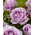 大輪のバラ-紫-鉢植えの苗 - 