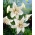 Lilium, Lily White Tiger - củ / củ / rễ - Lilium White Tiger