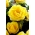 نهال گلدان بوته ای - زرد - گلدان - 