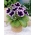 Кайзер Вилхелм лилаво-бяла глоксиния (Sinningia speciosa) - голяма опаковка! - 10 бр.
