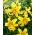Lilium, Tigrul galben de lilieci - bulb / tuber / rădăcină - Lilium Yellow Tiger