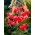 Lilium, ljiljan Crveni tigar - lukovica / gomolj / korijen - Lilium Red Tiger
