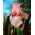 Iris germanica粉红色 - 洋葱/块茎/根