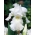Iris germanica Vit - XL förpackning - 50 st