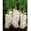 Glaïeuls blanc - XXL - paquet de 5 pièces - Gladiolus