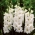 Gladiolus White bulbs XXL - XL pack - 50 pcs