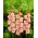 Gladiolus Priscilla - XL-pakke! - 250 stk