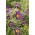 Flor de Pasque - flores azuis - mudas; pasqueflower, flor de pasque comum, pasqueflower europeu - pacote XL - 50 unidades