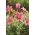 Flor de Pascua - flores rosadas - plántula; pasqueflower, pasqueflower común, pasqueflower europeo - Pack XL - 50 uds